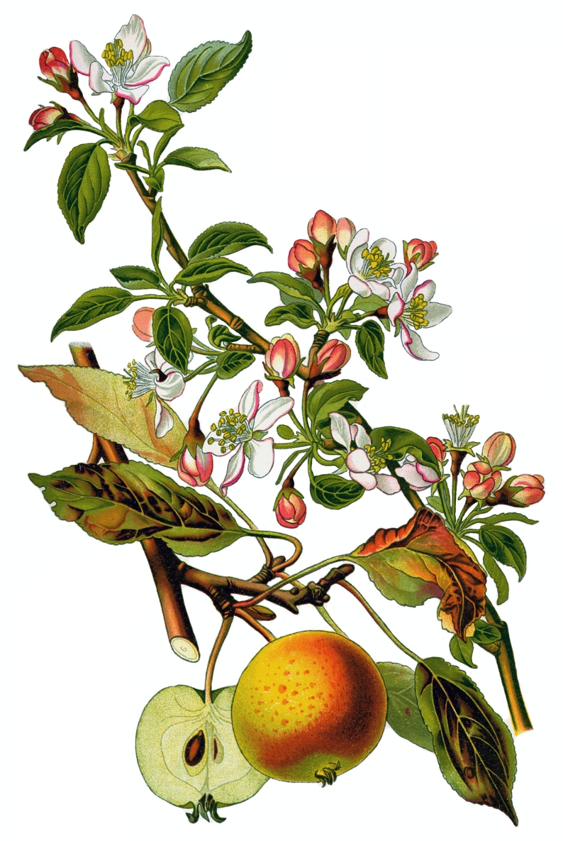 Apples, Wikimedia Commons