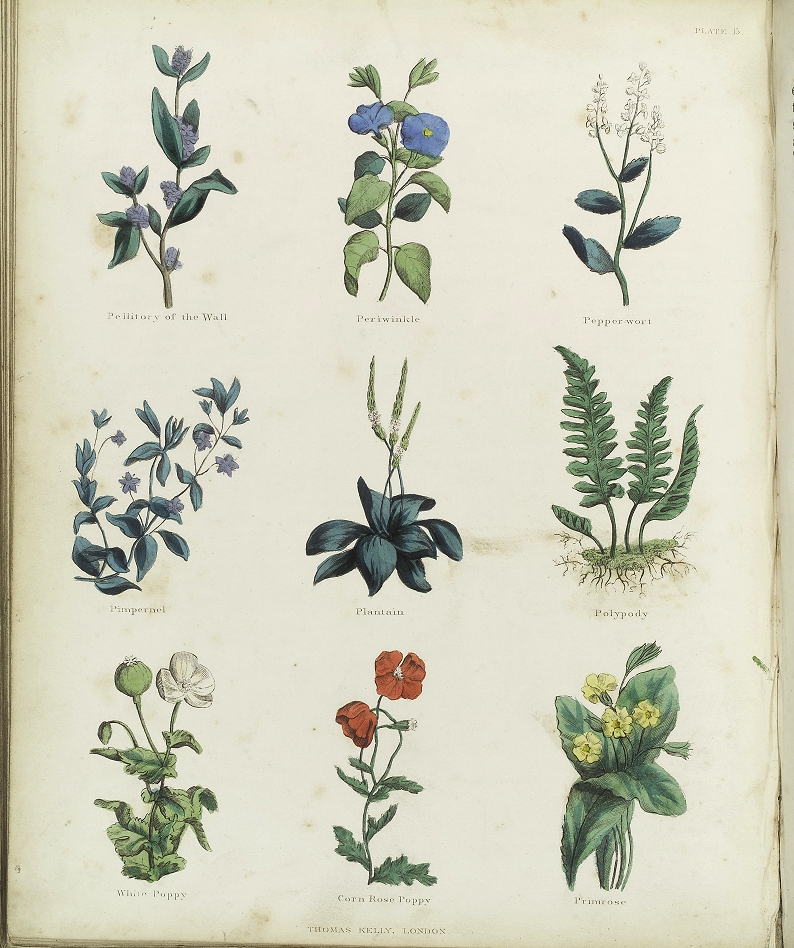 Plants and herbs from Culpeper's The Complete Herbal, Wellcome Library, Wikimedia Commons