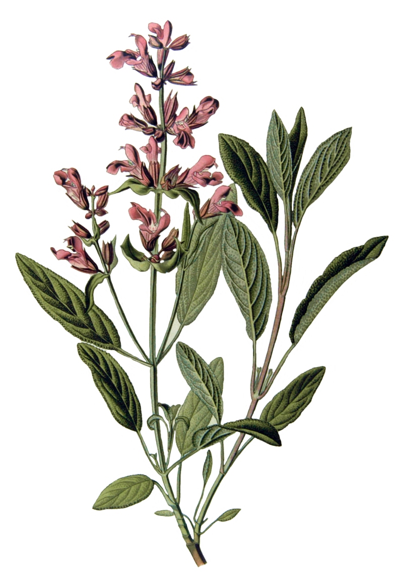 Sage, Wikimedia Commons